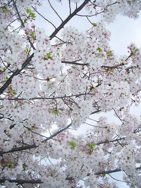 Pure white !!
White flowering Plum trees looking very elegant indeed. Flowering Plum Tree, Plum Trees, Flowering Cherry Tree, Flowering Tree, Home Yard, Blooming Trees, Plum Tree, Light Blue Flowers, Beautiful Yards