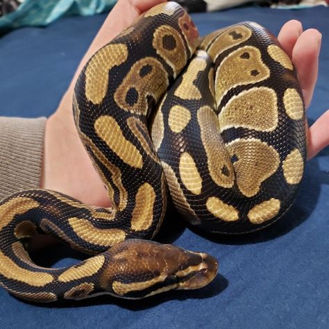 Normal Ball Python, Pet Ball Python, Snake Game, Pet Ball, Crafts Clay, Ball Pythons, Cute Reptiles, Ball Python, Special Girl