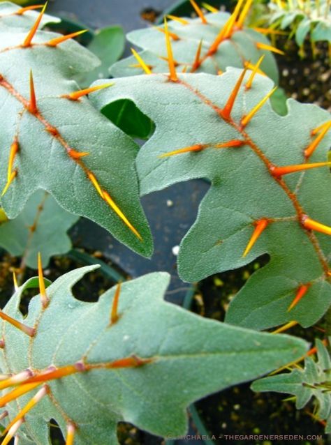 Thorn Plants, Scary Plants, Evil Plants, Thorn Bush, Nature Moodboard, Dm Dnd, Must Have Plants, Strange Plants, Forest Vibes