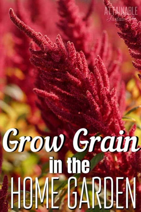 You don't need a huge farm. You can grow your own gluten free grain - amaranth, sorghum, and buckwheat - in your small garden. Growing amaranth and other quasi-grains in a small garden is possible. Here's how to grow amaranth, buckwheat, and sorghum, as well as how to harvest and reap the grains. #glutenfree #garden #homestead Grains To Grow At Home, Growing Amaranth, Small Home Garden, Amaranth Plant, Farming Ideas, The Tiny Seed, Planting Tips, Decor 2023, Homestead Gardens