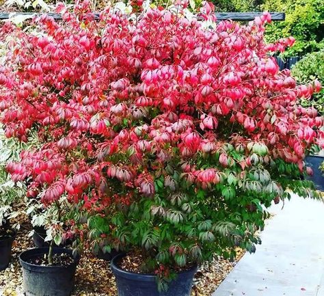 10 Best Shrubs and Trees for Autumn Colour and Winter Colour All Year Round Plants, Euonymus Alatus Compactus, Euonymus Alatus, Garden Ideas Uk, Winter Shrubs, Box Wood Shrub, Plants Uk, Garden Pest Control, Beautiful Autumn