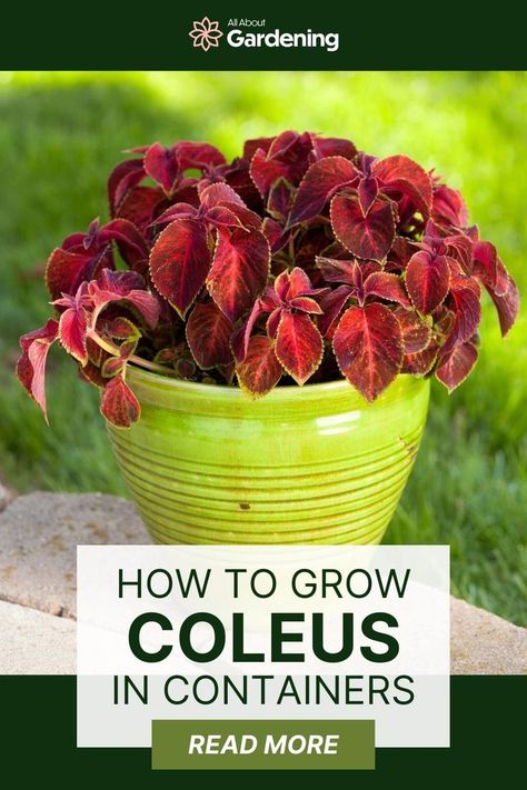 Coleus In Pots, Begonias In Pots, Petunias In Pots, Coleus Containers, Plants In Containers, Coleus Plants, Garden Hacks, House Plant Pots, Container Gardening Flowers