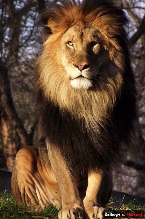 Beautiful Lion, Gato Grande, Lion Love, Lion Pictures, Animale Rare, Majestic Animals, Cheetahs, Large Cats, Big Cat