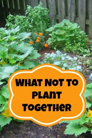 Companion Planting | What NOT To Plant Together - Moms Need To Know ™ Not To, Garden Veggies, Have Inspiration, Flowers Garden, Veggie Garden, Companion Planting, Edible Garden, Lawn And Garden, Growing Vegetables