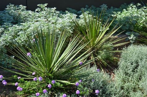 Made in the Shade: Gray-Foliage and Spiky Plants - Ramblings from a Desert Garden Spiky Plants, Trailing Rosemary, Red Yucca, Texas Mountain Laurel, Texas Sage, Agave Americana, Compost Soil, Yucca Plant, Plants For Garden