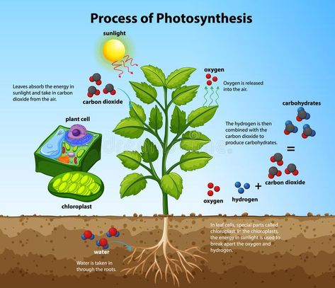 Diagram showing process of photosynthesis with plant and cells royalty free illustration Process Of Photosynthesis, Photosynthesis Activities, Plant Cell Structure, Chemical Energy, Health Chart, Cellular Respiration, Biology Lessons, Plant Cell, Interactive Lessons