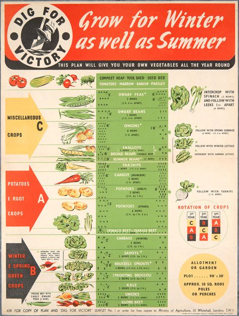 How to grow basic veggies all year round (in Britain at least) - Imgur Victory Garden Plans, Dig For Victory, Winter Gardening, Victory Garden, Winter Vegetables, Veg Garden, Food Garden, Community Gardening, Veggie Garden