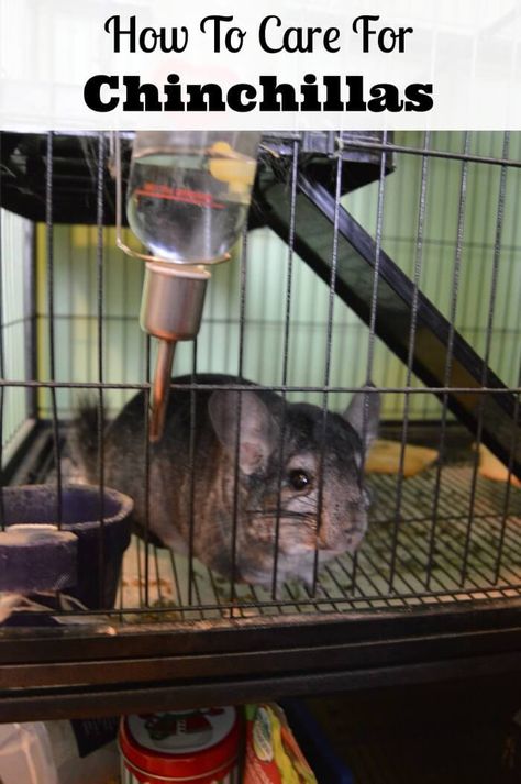 How to care for chinchillas as pets.  How to choose a chinchilla cage, what to feed them, and how long they live.  Caring for a chinchilla.  #familypets #chinchillas Hammock Diy, Pet Chinchilla, Chinchilla Care, Chinchilla Cute, Chinchilla Pet, Chinchilla Cage, Chinchilla Food, Dust Bath, Bunny Cages