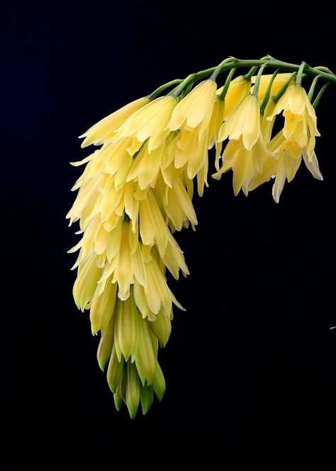 cymbidium flower spike Orchid Cymbidium, Exotic Orchids, Cymbidium Orchids, Unusual Flowers, Beautiful Orchids, Rare Flowers, Exotic Plants, Orchid Flower, Yellow Flower