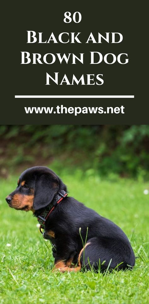 Find the best pet name by browsing our list of black and brown dog names. #dognames #blackdognames #browndognames #dogs #pets #thepaws Dog Names For Brown Dogs, Male Dog Names List, Male Dog Names Unique, Unusual Dog Names, Boy Puppy Names, Brown Dog Names, Puppies Names Female, Black Beagle, Cool Pet Names