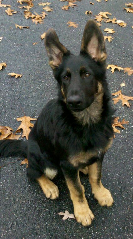 **LBB Special Feature** The Links Bulletin board. We have a shared advertising program to where we provide exposures for you and solicit business at the same time. It is only $20.00/year. It's a win-win!! http://www.moneymademagic.com Black And Tan German Shepherd Puppies, Dark German Shepherd, Bicolor German Shepherd, German Shepherd Female, Czech German Shepherd, Black And Tan German Shepherd, Tan German Shepherd, Shepard Puppy, German Shepherd Funny