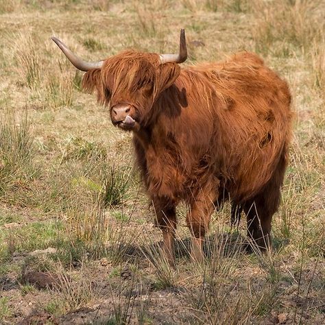 Scottish Highland ginger cow with it's tongue out Blow Dried Cow, Ginger Cow, Scottish Cows, Highland Coo, Scottish Cow, Scottish Highland Cow, Highland Cows, Highland Cattle, Gentle Giant