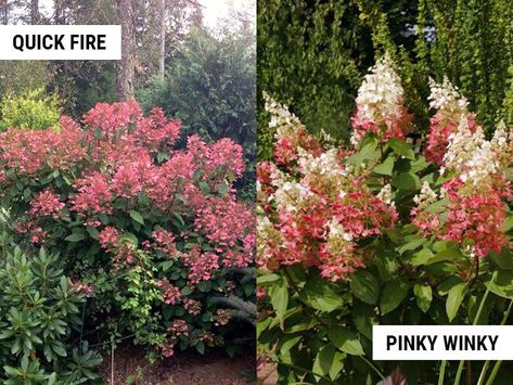 Quick Fire Hydrangea vs Pinky Winky: Early Or Late Blooming? – World of Garden Plants Pinky Winky Hydrangea, Hydrangea Plant Care, Quick Fire Hydrangea, Bobo Hydrangea, Nikko Blue Hydrangea, Hydrangea Tree, Types Of Hydrangeas, Hydrangea Varieties, Hydrangea Leaves