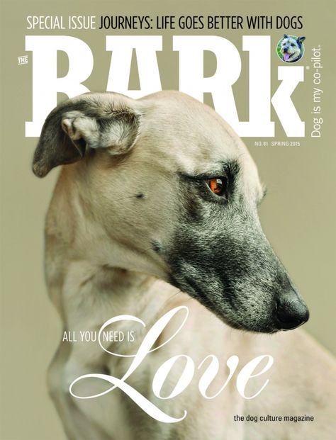 So gorgeous Pet Magazine, Dog Magazine, Pet Photographer, Love Your Pet, Dog Help, Pet Photography, Hamburg Germany, Dog Photography, Whippet