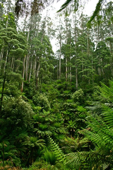 Otway National Park Dnd Jungle, Location Aesthetic, Colonial Chic, Australian Landscape, Park Ranger, Forest Photography, Aesthetic Stuff, Creature Design, Dream Garden