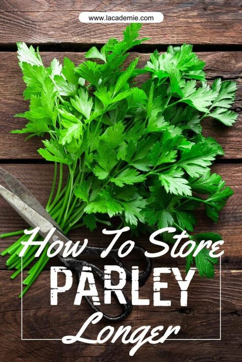 Fresh Parsley Storage, How To Save Fresh Parsley, How To Preserve Parsley, How To Store Parsley In The Fridge, Storing Fresh Parsley, How To Keep Parsley Fresh In The Fridge, How To Store Parsley, How To Store Fresh Parsley, Storing Parsley