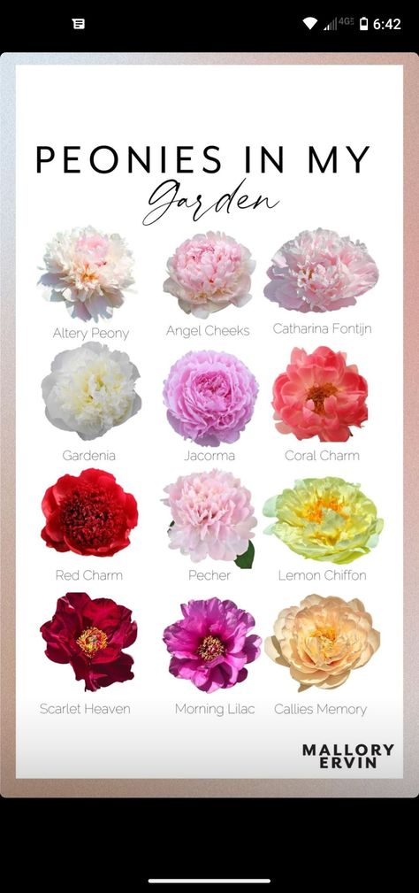 Alexander Fleming Peony, Lemon Chiffon Peony, Peony Gardenia, Types Of Peonies, Ranunculus Garden, Expensive Flowers, Peony Colors, Yellow Peonies, Flower Types