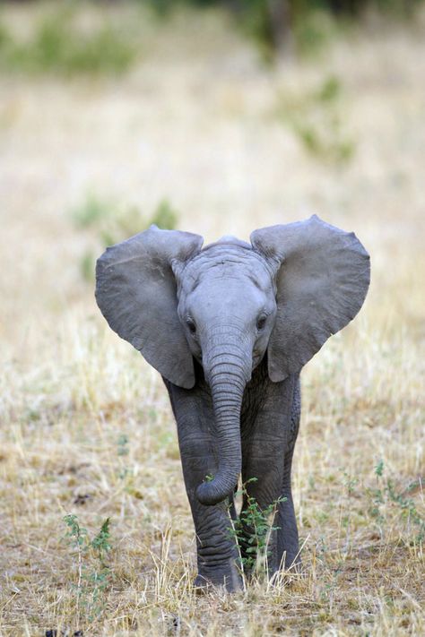 Elephant calf Forest Elephant, African Forest, Elephant Calf, African Forest Elephant, African Bush Elephant, Elephant Photography, Elephants Photos, Elephant Pictures, Land Animals