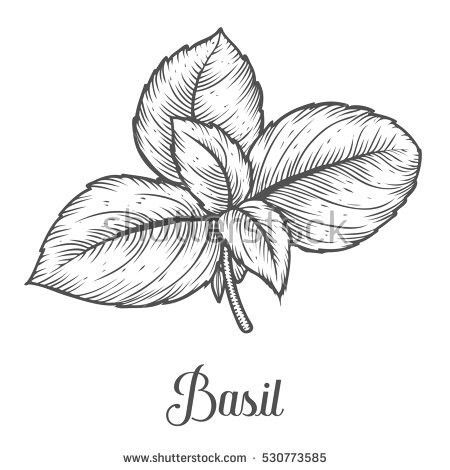 Basil line drawing Basil Leaves Drawing, Basil Line Drawing, Basil Drawing Simple, Basil Tattoo, Basil Drawing, Basil Illustration, Watercolor Herbs, Redwork Patterns, Basil Plant