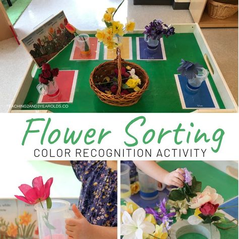 This spring color sorting activity is a hands-on way to work on color recognition. Free color sorting printable mats included! #printables #gardening #spring #flowers #dramaticplay #classroom #preschool #colors #AGE3 #AGE4 #teaching2and3yearolds 2s Classroom, Garden Preschool, Homeschool Toddler, Classroom Preschool, Toddlers Activities, Color Sorting Activities, Sorting Colors, Kindergarten Activity, Preschool Garden