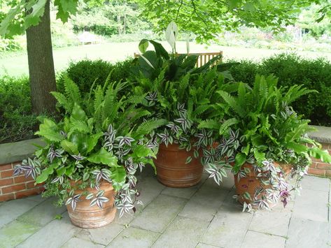 Nephrolepis Exaltata, Fern Planters, Eclectic Spaces, Chicago Landscape, Wandering Jew Plant, Ferns Garden, Flower Containers, Planting Pots, Boston Fern