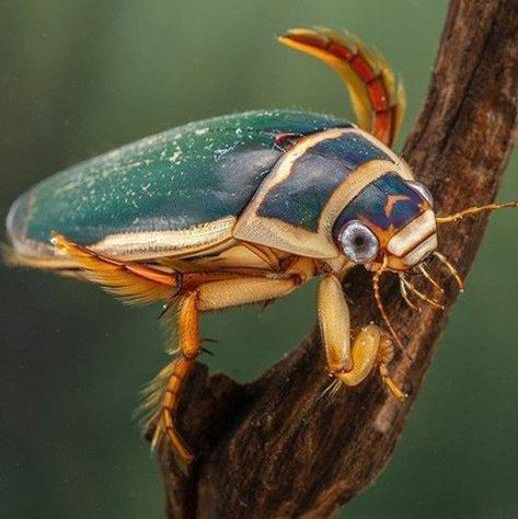 Tumblr Diving Beetle, Water Insects, Atlas Beetle, Water Bug, Weird Insects, Amazing Animal Pictures, Cool Bugs, The Great, Beautiful Bugs