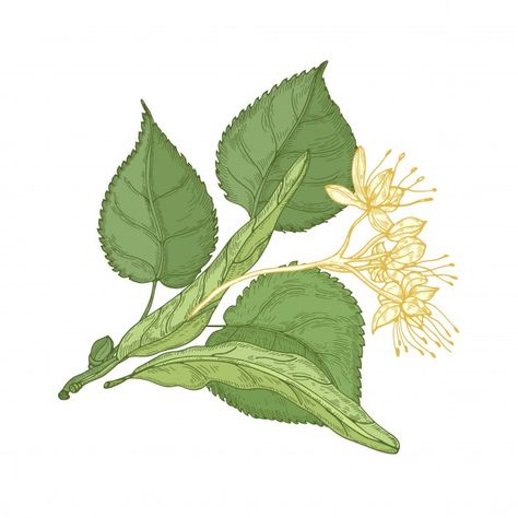 Linden Tree Illustration, Linden Tree Drawing, Linden Flower Tattoo, Linden Drawing, Linden Tree Tattoo, Linden Tattoo, Tree Tatto, Linden Flower, Linden Leaf