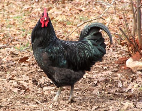 Java Chicken - The Livestock Conservancy Types Of Roosters, Java Chicken, Rhode Island Red Chickens, Plymouth Rock Chicken, Hackney Horse, Poultry Breeds, Rooster Breeds, Raising Chicks, Types Of Chickens