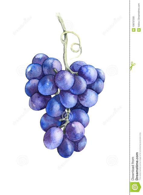 Grape Drawing, Grape Painting, Wine Logo, Grape Color, Watercolor Food, Watercolor Pictures, Fruit Painting, Custom Canvas Prints, Grape Bunch