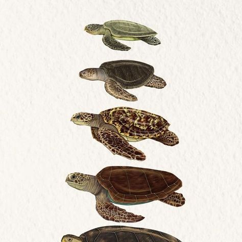 Sea Turtles Hatching, Oceanography Marine Biology, A Wallpaper Letter Love, Turtle Wallpaper, Turtle Day, Turtle Watercolor, Sea Turtle Art, Graphic Shapes Design, Turtle Swimming