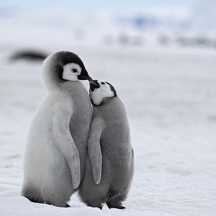 Pinguin Illustration, Emperor Penguin Chick, Galapagos Penguin, Emperor Penguins, Snow Hill, Penguin Love, Emperor Penguin, Sweet Kisses, Baby Penguins