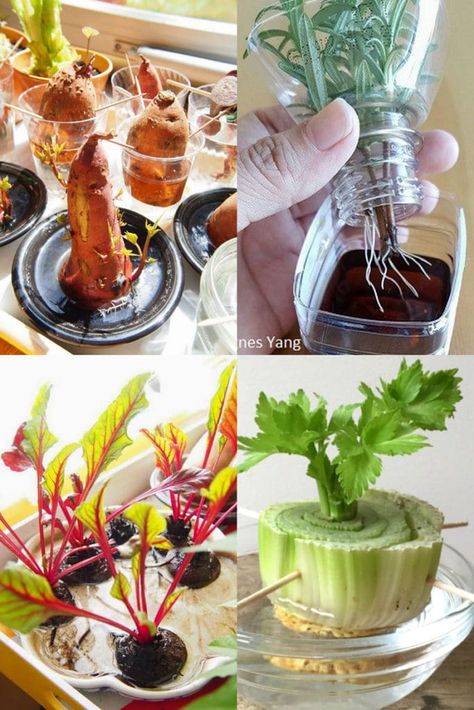 Best vegetables & herbs to regrow from kitchen scraps in water or soil. Start a windowsill garden indoors, or grow foods using grocery lettuce, beets, etc! – A Piece of Rainbow #backyard #gardens #gardening #gardeningtips #homestead #homesteading #urbangardening #gardendesign #gardenideas #containergardening #diy #gardeningtips homestead, green living, gardening tips, sustainable ideas, kids science projects, homeschool activities Grow Foods, Regrow Green Onions, Water Plants Indoor, Sustainable Ideas, Regrow Vegetables, Growing Carrots, Backyard Gardens, Kitchen Scraps, Grow Avocado