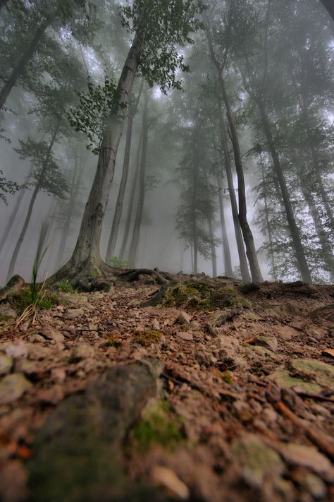 Frog Perspective, Forest Frog, Space Time, Tree Trunk, Art Photography, Country Roads, Universe, Forest, Road