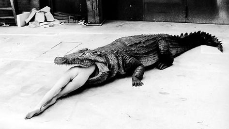 Helmut Newton Photography exhibits a strong respect for women. Helmet Newton, Crocodile Eating, Alligators Art, Bridget Hall, Eaten Alive, Pina Bausch, Peter Beard, Nadja Auermann, Helmut Newton