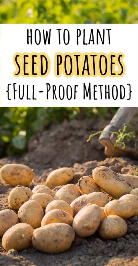 How to Plant Seed Potatoes (That Grow Really Well!) - Cabin Lane How To Plant Seed Potatoes, Best Way To Plant Potatoes, Potato Seeds Plants How To Grow, Best Way To Grow Potatoes, Potatoes Garden, When To Plant Potatoes, Planting Seed Potatoes, How To Plant Potatoes, Living Fences