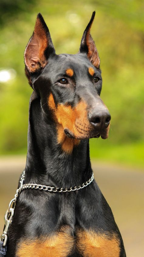 Doberman Ears, Dog Bad, Loyal Dog Breeds, Dog Doberman, Smartest Dog Breeds, Doberman Pinscher Dog, Bad Reputation, Doberman Dogs, Loyal Dogs