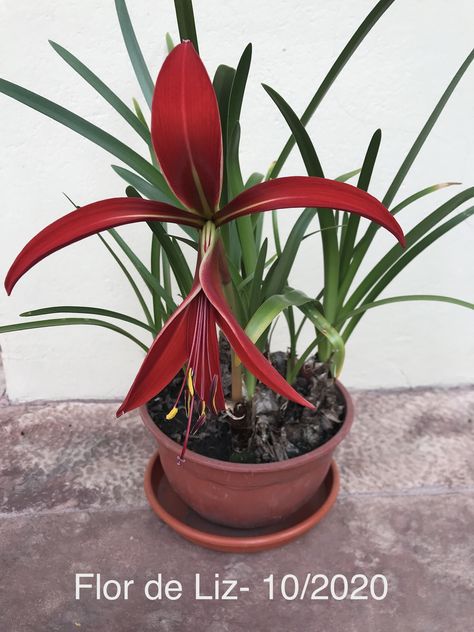 Sprekelia - Flor de Lis Plants, Flowers