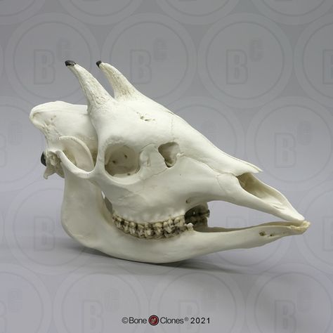 Giraffe Skull, Born With Horns, Human Skeleton Anatomy, Skull Reference, Skeleton Anatomy, Real Skull, Animal Skeletons, Animal Skull, Democratic Republic Of Congo