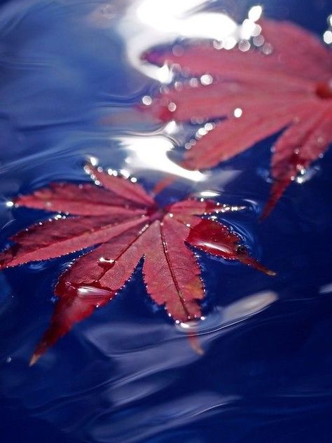 Burgundy Aesthetic, Leaf Photography, Soft Water, Love Blue, Autumn Aesthetic, Red Aesthetic, Burgundy Color, Blue Aesthetic, Macro Photography