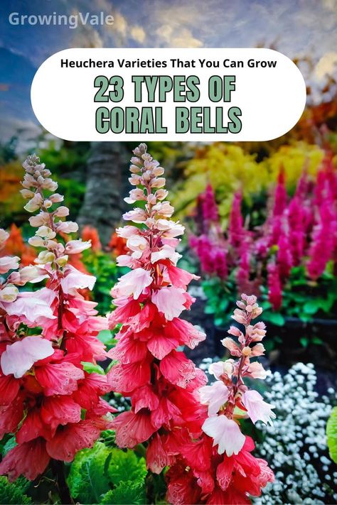 Coral Bells Varieties Types Of Coral, Coral Bells Heuchera, Coral Bells, Colorful Garden, Types Of Flowers, Bright Green, Deep Purple, Perennials, Color Splash