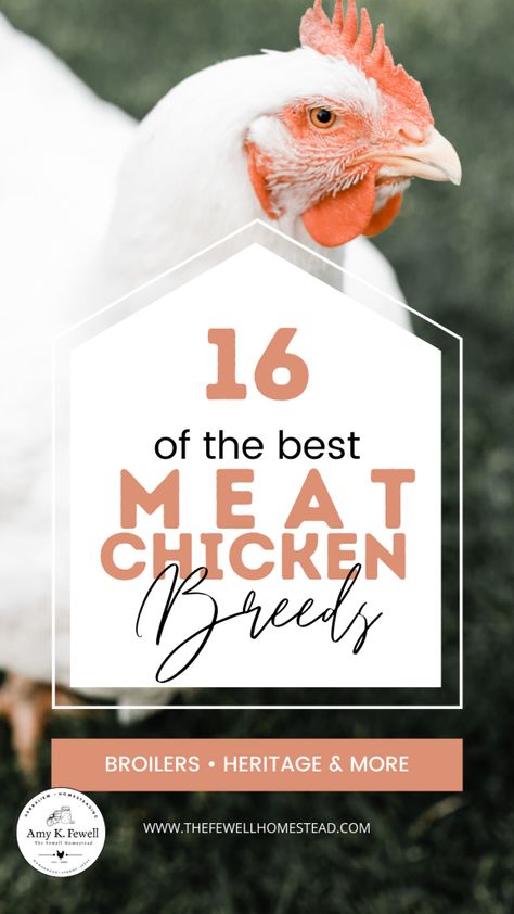 Best Meat Chickens, Raising Broiler Chickens, Meat Chickens Breeds, Heritage Chicken Breeds, Raising Meat Chickens, Pruning Trees, Heritage Chickens, Chicken Raising, Meat Birds