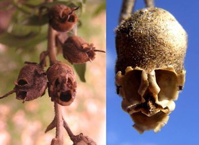 The Dragon’s Skull   This weird little plant is called a Snapdragon or Dragon flower or, if you want to sound even smarter, The Antirrhinum. Once the flower has died, the seed pod begins to look like the skulls you see here. Apart from being creepy as hell and alleged protectors of the garden, if you wore this about your body you would appear to be more “fascinating and gracious”.   via Sci-Tech  — with Megan Jeanne DeWitte. Dead Dragon, Snap Dragon, Snapdragon Flowers, Interesting Science Facts, Unusual Plants, Seed Pods, Large Flowers, Amazing Nature, Mother Nature