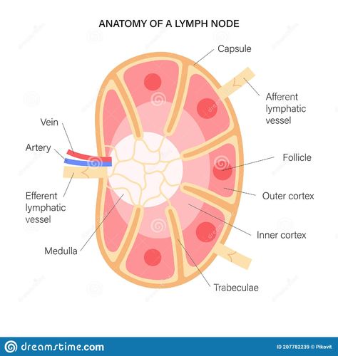 Lymph node anatomy. Illustration about vascular, nervous, follicle, duct, system, immunity, nodes, vein, lymph, medical, diagram, antibody, lymphocyte, disease, immune - 207782239 Lymph Nodes Anatomy, Lymph Node, Lymph Vessels, Lymph System, Medical Posters, Lymph Nodes, Biology Lessons, Biology Notes, Endocrine System