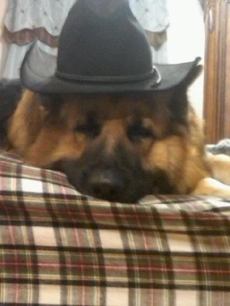 Cowboy Rock Cowboy Dog, Cowboy Hat, Shepherd Dog, German Shepherd, Cowboy Hats, Cowboy, Dogs, Quick Saves