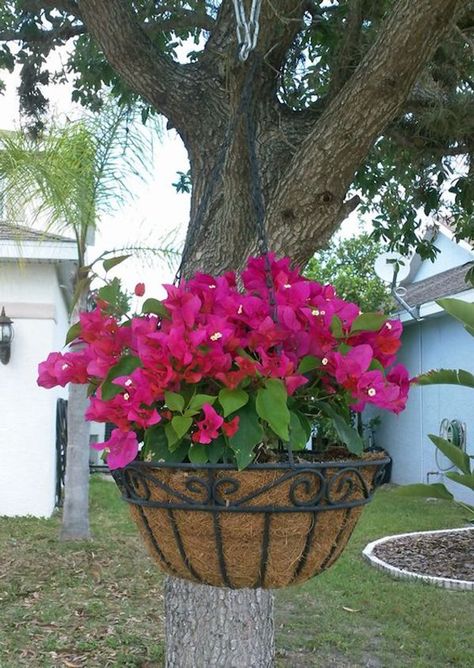 Bougainvillea Hanging Basket, Hanging Bougainvillea, Flower Bougainvillea, Garden Plants Ideas, Mediterranean Terrace, Bougainvillea Plant, Wall Climbing Plants, Patio Flower Pots, Patio Flowers