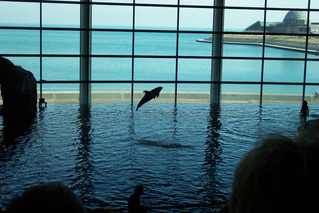 Shedd Aquarium Dolphin Show Dolphin Show, Chicago Aquarium, Shedd Aquarium Chicago, Public Aquarium, Amazing Aquariums, Shedd Aquarium, Chicago Travel, Vacation Memories, My Kind Of Town