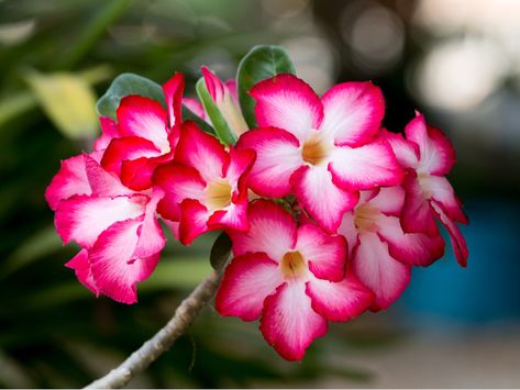 Desert Rose Desert Rose Tattoo Flower, Dessert Rose Plant, Desert Rose Watercolor, Desert Rose Care, Dessert Rose, Desert Rose Succulent, Heat Tolerant Plants, Desert Roses, Landscaping With Roses