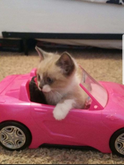 Cat In A Car, Reaction Images, Banner Gif, Cat Pictures, In A Car, Toy Cars, Funny Cat Pictures, Funny Cute Cats, Pretty Cats