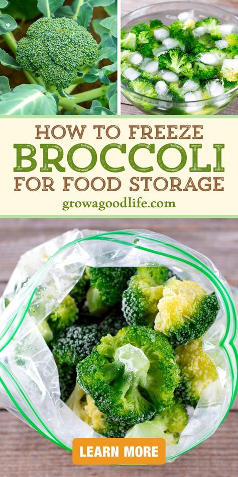 How To Freeze Broccoli, Freeze Broccoli, Broccoli Cheese Casserole Easy, Broccoli Stalks, Freezing Veggies, Homestead Food, Freezing Recipes, Preserving Vegetables, Freezing Vegetables