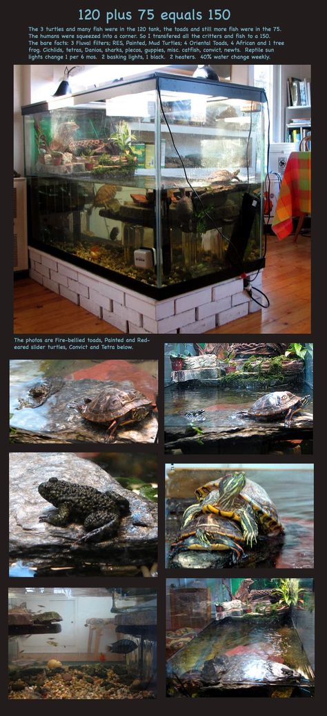 Water Turtle Tank Ideas, Turtle Tank Setup Ideas, Tartaruga Habitat, Turtle Tank Ideas, Tank Setup Ideas, Turtle Cage, Aquatic Turtle Tank, Turtle Tank Setup, Turtle Terrarium